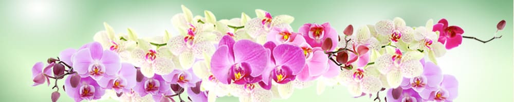 臺灣號稱蘭花王國，你一定要認識有蘭花之后之稱的蝴蝶蘭，進入蝴蝶蘭主題館，一親它的芳澤吧！