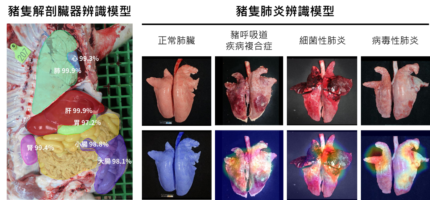 圖2、豬隻臟器與肺炎影像AI辨識示意圖