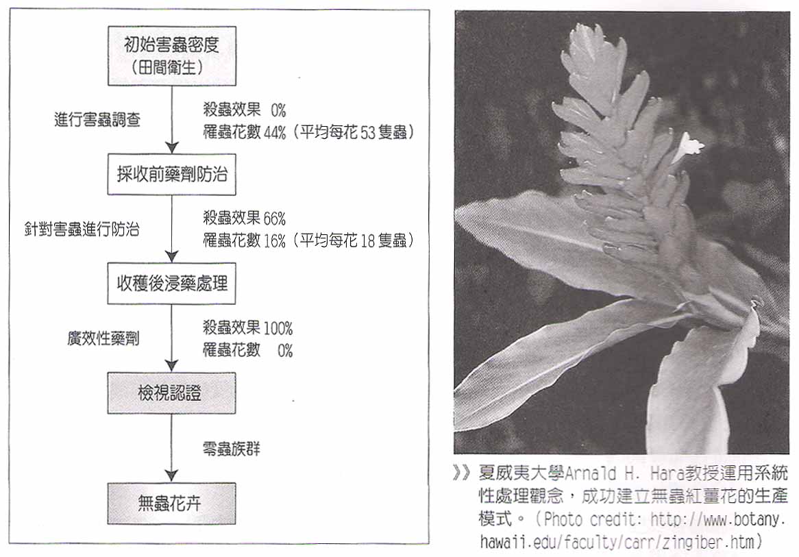 圖 : 夏威夷學者於1992年發表紅薑花(red ginger；Alpinia purpurata)的系統性處理報告
