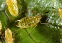 圖5　進口萵苣常檢出之萵苣蚜蟲，此蟲台灣未有發生紀錄，可傳播4種植物病毒－圖中：無翅型、圖右：有翅型。