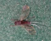 圖2. 番石榴粉介殼蟲的雄蟲。