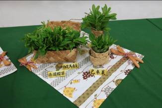 圖2. 原生蔬菜赤道櫻草、白花馬齒莧、巴參菜