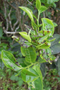 圖4. 茶嫩芽葉受茶角盲椿象危害後呈黑褐色斑點。