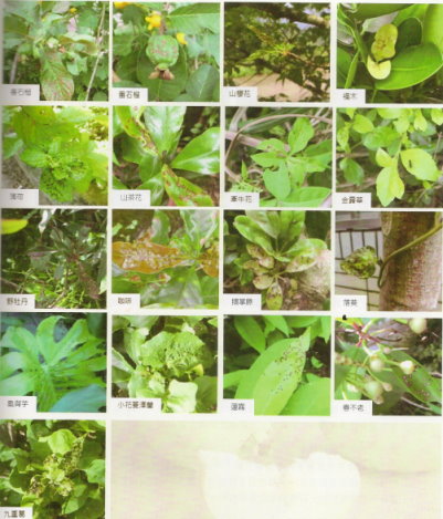 圖5. 茶角盲椿象危害多種不同植物。