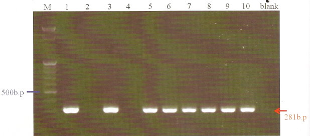 圖2. 農委會種苗改良繁殖場研發可鑑別花椰菜雄不稔品系專一性SCAR分子標誌之電泳分析圖。