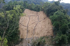 新竹林管處／烏來區2林班崩塌地處理2期工程-汛期前鋪設稻草席。