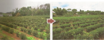 茶業改良場與當地茶農合作進行茶園更新及無毒用藥栽培示範，成效顯著。