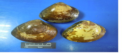  發病蛤外殼粗糙，髒污及出現裂溝或蛻皮現象。