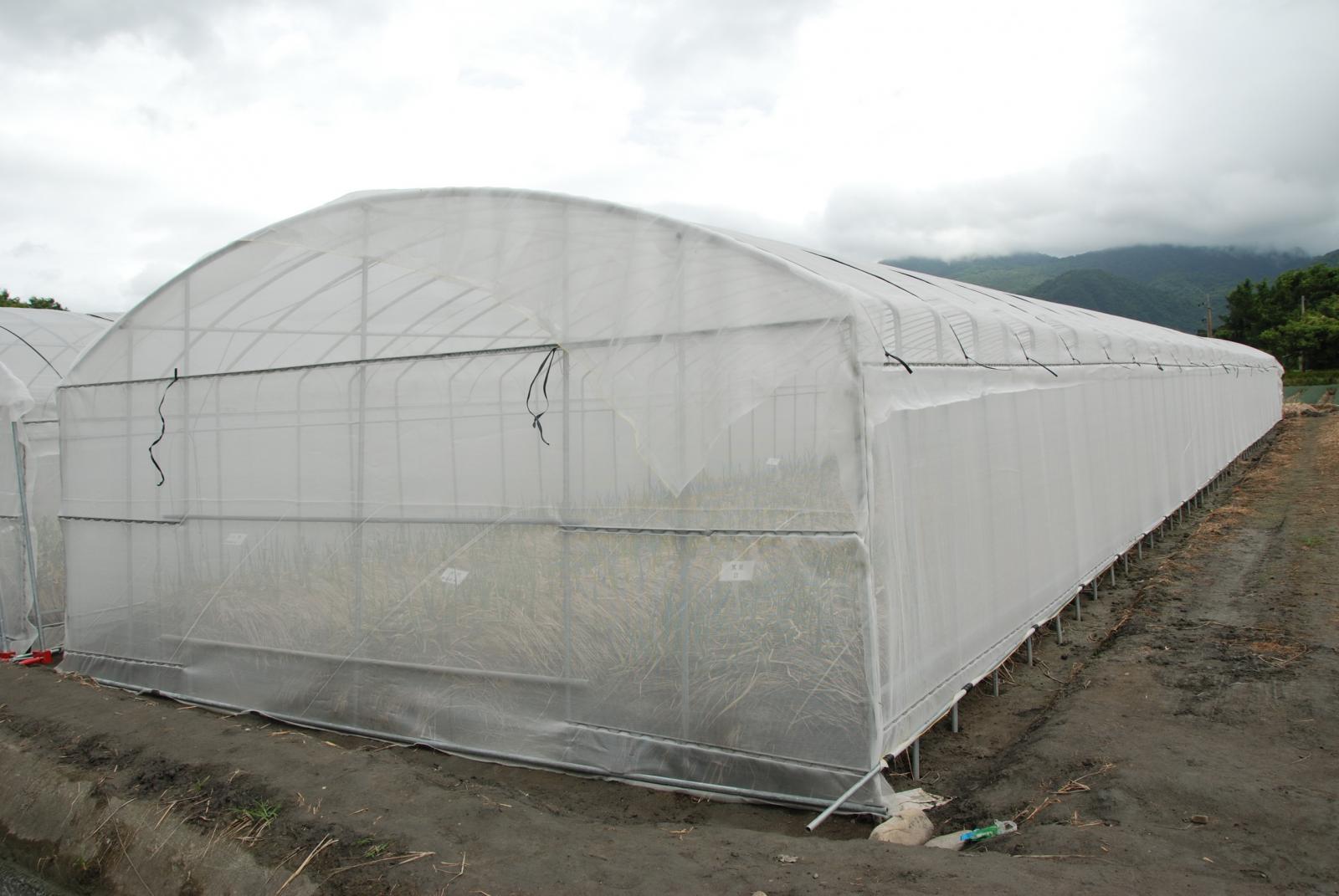 颱風來臨前將簡易防颱網室四周圍百吉網放下來固定，可達到防減災效。