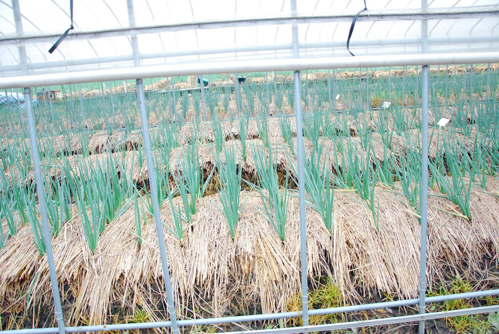 104年蘇迪勒颱風後簡易防颱網室內所植青蔥無災損。