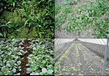 圖1 葉菜類蔬菜生育期短，同一塊田一年之中耕作次數多，施肥不當易使養分累積，對蔬菜生長及土壤環境有負面影響