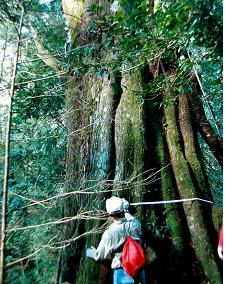 A台灣肖楠母樹，樹高40m，胸徑244cm，樹齡約600-700年。