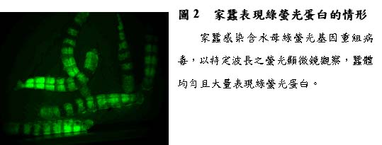 圖2 家蠶表現綠螢光蛋白的情形