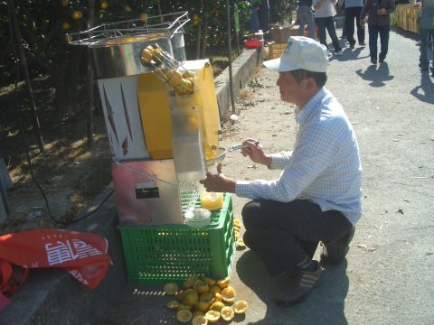 果農提供現榨柳丁汁服務，讓採果遊客在休憩時享用
