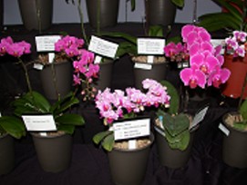 自行創新培育蘭花新品種 增加市場競爭力世界蘭花品種登錄共197個品種