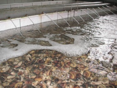 SPA中的文蛤－在流水沖洗過程中，除了刺激文蛤吐沙外，更將其他含氮雜質（白色泡沫）一併排出