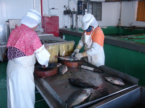 台灣鯛的加工利用率達到95%