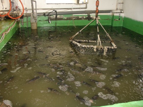 台灣鯛蓄養池
