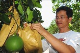 每一個大白柚都仔細套袋保護，以便將完美果實呈現給消費者