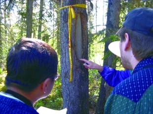 加拿大Burns Lake文文化改造樹