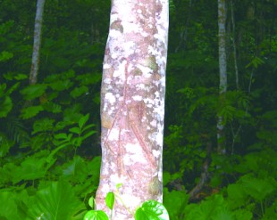 達悟族人在其選中樹木之樹皮上做特殊家族記號，周圍並做除草撫育