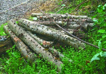 農林混合作業生產之木材可用於栽培香菇