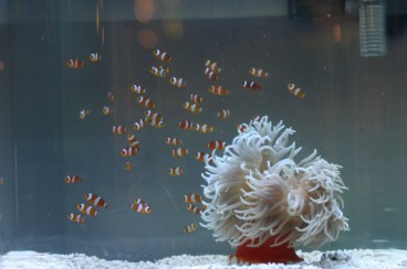圖2 隨著電影「海底總動員」尼莫小丑魚風行世界，台灣已可人工繁殖最多種小丑魚且可工廠模組化生產。(圖/張福龍)