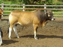 圖1 台灣黃牛公牛 