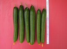 圖3　種苗2號果色翠綠色，果長約23公分，果重約110公克，果皮條溝稍明顯，瓜果多直順、果面光滑無刺、口感佳