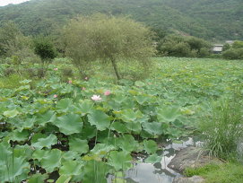 萬安社區附近的大波池，夏季可欣賞廣達數公頃的蓮花綻放