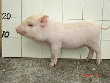 圖1 二週齡賓朗豬