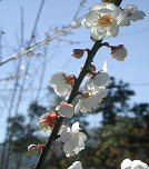 台農花梅 1 號－純香開重瓣白色花 