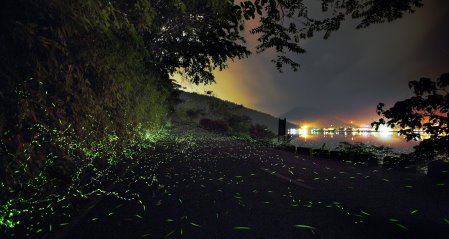 夜觀鯉魚山步道螢火蟲（千享國際企業社提供） 