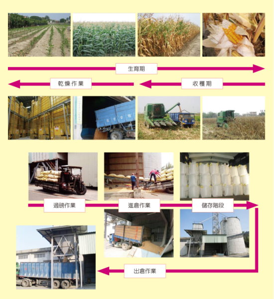 圖 4 硬質玉米田間生育、成熟收穫、乾燥、進倉收儲及洩料出貨等情形 