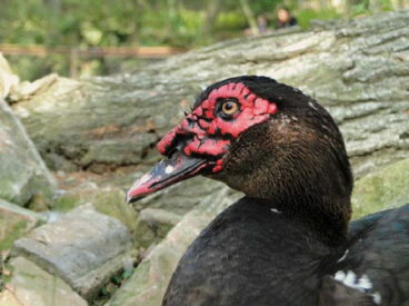黑色番鴨面部的紅色肉疣為番鴨最大的特徵（畜產試驗所宜蘭分所提供）