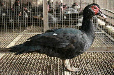 黑色番鴨面部的紅色肉疣為番鴨最大的特徵（畜產試驗所宜蘭分所提供）
