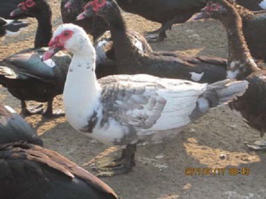 2012 年飼養於雲林的混雜白色羽毛番鴨（畜產試驗所宜蘭分所提供） 