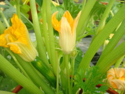 臺南 2 號耐熱較佳，於本場溫室栽培， 7 月初尚有帶花之幼果可採收 