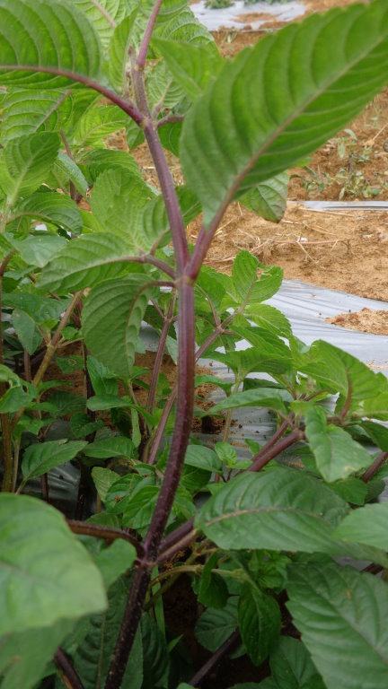 仙草新品種 桃園 2 號（香華），莖呈紫色 