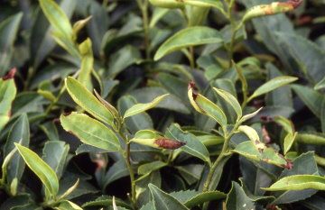 受小綠葉蟬吸食的茶芽 
